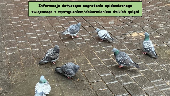 Ikona do artykułu: Informacja dotycząca zagrożenia epidemicznego związanego z wystąpieniem/dokarmianiem dzikich gołębi